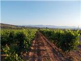 Camino Frances Vinogradi v pokrajini La Rioja. Blizu kraja Navarrete.