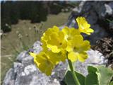 Lepi jeglič ali avrikelj-Primula auricula.