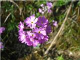Moknati jeglič-Primula farinosa.