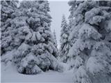 Uboga drevesa se kar povešajo pod veliko težo snega