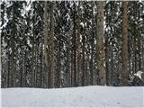 Kako čaroben gozd :) Z ujetim snegom na deblih.
