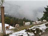 Koze pod Jakobom se pasejo na krmi od kmeta