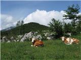 Trnovski gozd (Sinji vrh , Modrasovec) Tudi krave uživajo tako kot jaz,čeprav ne na kolesu