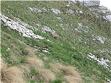 Monte Cregnedul 2351m Gamsov polno,kateri izgubljajo zimski kožuh