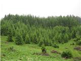 Trnovski gozd (Sinji vrh , Modrasovec) Tako lepih smrek kot so v tem območju še nisem videl