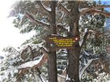 Osovnik,Gontarska pl.,Govejek (krožna tura) Stihi drevesa,ki veljajo za območje Gontarske planine