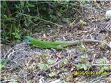 evropski zeleni Lizard (lacerta viridis)