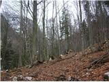 Dolina Belega potoka Martuljek, Skočniki in Stiriofobija Popolnoma kopna lovska steza