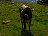 Ta krava je kar pikirala na mojo malico. Sem jo mislil zvabiti v ograjo planšarije pa se ni pustila ujeti v zanko. Zaradi nje plezal po skalah okoli. :( Sploh so me tam v Stelviu obletavale krave ;)