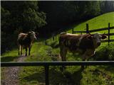 Zaradi teh dveh krav sem moral plezati okoli čez bodičasto ograjo na povratku iz Raxa.