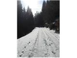Planina Zajamniki (Pokljuka) cesta je udobna za hojo, le pazit je treba na občasno poledenelost pod snegom