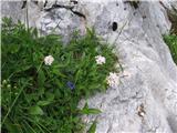 Gorska špajka (Valeriana montana)