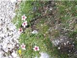 Triglavska roža (Potentilla nitida)