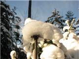 Trojane -Špilk V sneg odete rastline