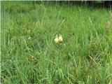 Lepki osat (Cirsium erisithales)