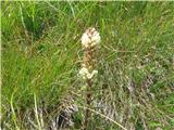 V bližini mečka sem zagledal šopasto zvončico-campanula thyrsoides carniolica,žal že skoraj odcvetelo. Ni bilo nobene druge naokoli.