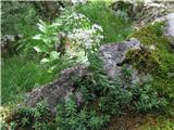 Bela homulica -sedum albin-tolstičevke, rastla je na skali takoj za cerkvijo na Jakobu.