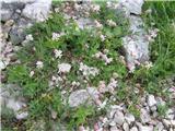 Meliščna pokalica (Silene vulgaris subsp. glareosa)