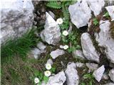 In tudi traunfellnerjeva zlatica-ranunculus traunfellneri-zlatičevke.Prepozamopo bolj razcepljenih listih.Cvetovi so zelo podobni alpski zlatici.