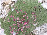 Okrog Planike ogromna rastišča triglavske rože,tudi bleščeči prstnik-potentilla nitida-rožnice.
