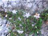 Dwarf Alpenrose (Rhodothamnus chamaecistus)