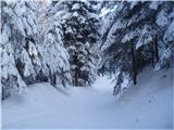 ...pred partizansko bolnico  na gozdni cesti sva prva po sneženju včeraj, danes zastavila korak...