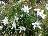 Travnik, Plaski Vogel, Špičje očnice počasi odpirajo svoje cvetove
