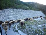 najprej nas pozdravi čreda koz in še veliko večja čreda ovac