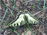 Lastovičar (Papilio machaon)